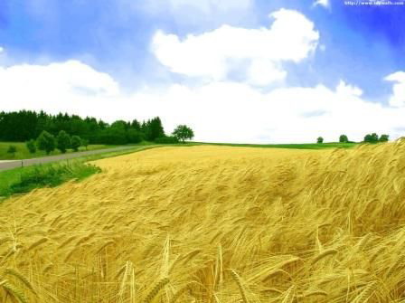 В Україні можуть назавжди заборонити продаж земель сільськогосподарського призначення