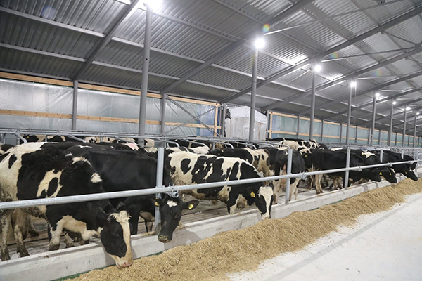 КМУ оновив правила державної підтримки тваринництва