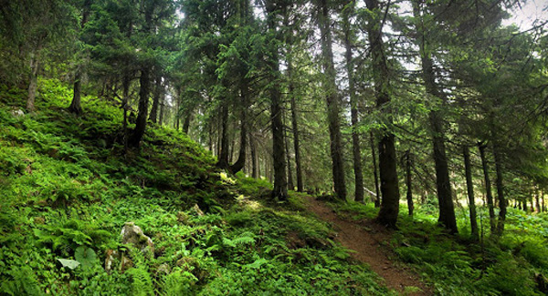 Як обчислюється рентна плата за спецвикористання лісових ресурсів?