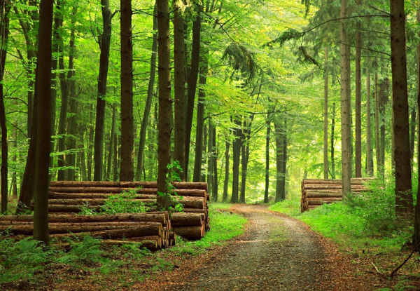 Особливості адміністрування рентної плати за спецвикористання лісу у 2021 році