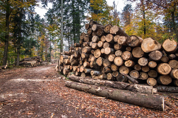 Коли проводиться перерахунок суми рентної плати за спецвикористання лісу?
