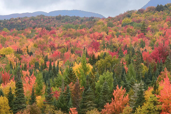 КМУ забезпечив стабільну роботу лісового господарства в умовах війни