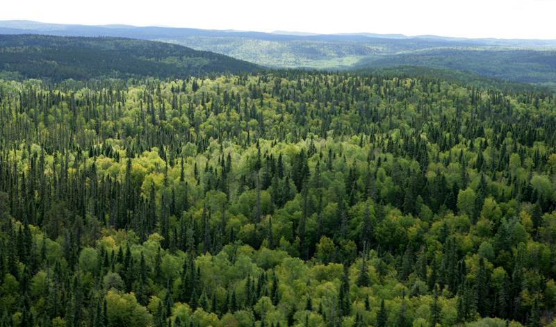 До 20 вересня необхідно відзвітувати за лісові землі
