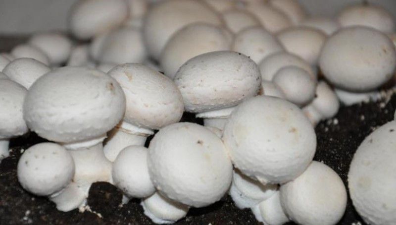 Як дотриматися охорони праці при вирощуванні їстівних грибів?