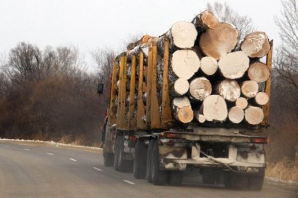 З 2019 року за незаконне вивезення лісоматеріалів чекає кримінальна відповідальність