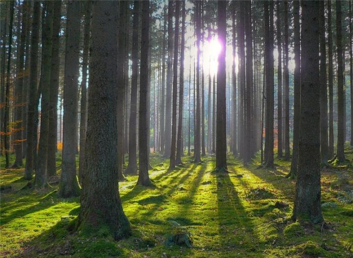 Особливості сплати земельного податку за лісові землі