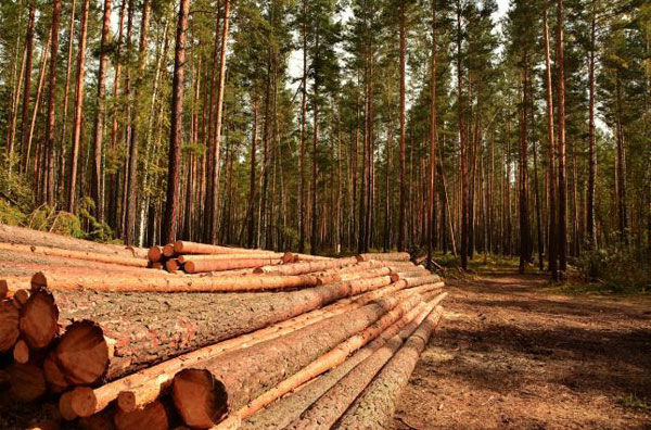 Хто належить до лісокористувачів з метою сплати ренти?