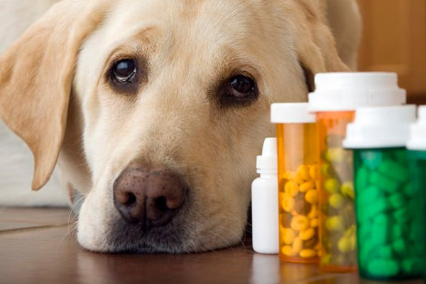 Відпуск рецептурних ліків для тварин за рецептом: розʼяснення МОЗ