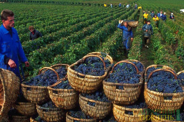 Як Уряд планує розвивати садівництво, виноградарство та хмелярство?