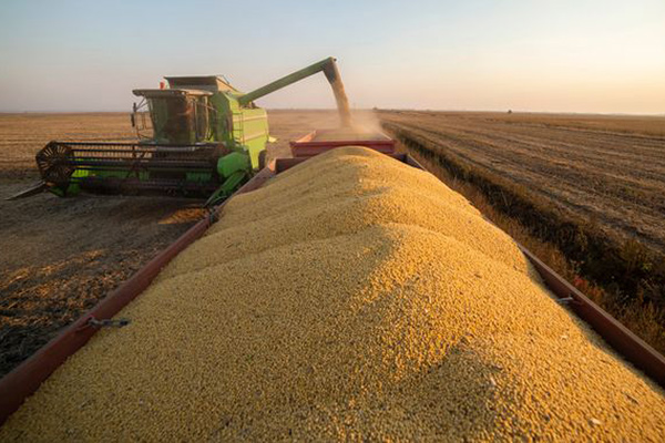 Уряд затвердив механізм моніторингу експорту сої та ріпаку
