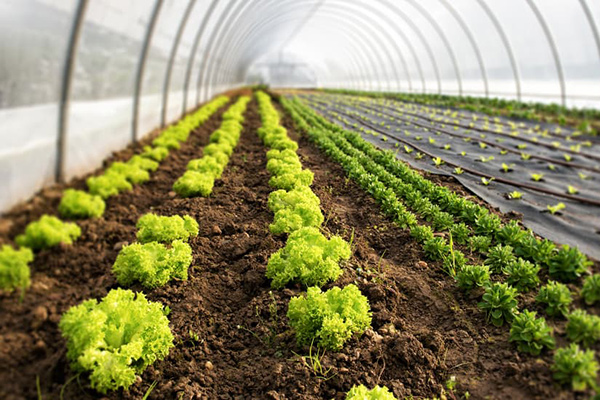 Мінекономіки відновлює гранти для аграріїв на сади та теплиці. Обіцяє до 10 млн грн