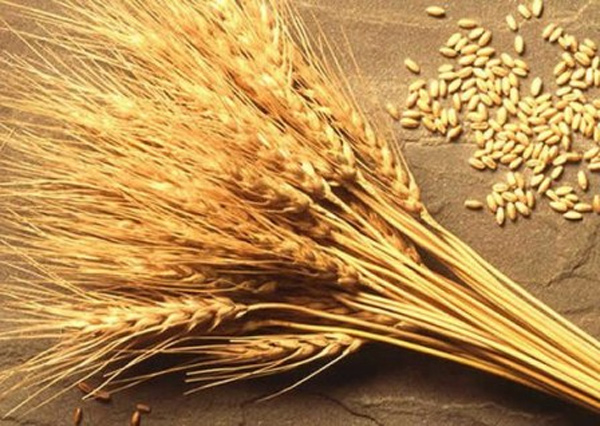 З 10 червня набирає чинності новий стандарт на пшеницю