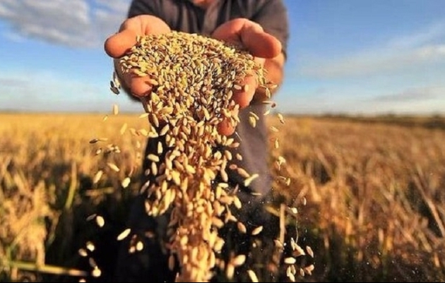 В Україні реалізується міжнародна практика з виробництва та експорту насіння