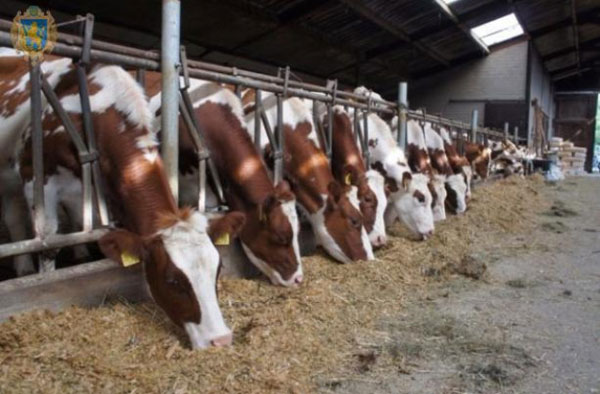 Уряд скасував заборону на експорт великої рогатої худоби, м‘яса та субпродуктів з неї