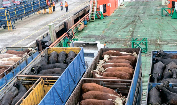 КМУ ухвалив законопроект про звільнення ввозу племінної худоби від сплати ПДВ