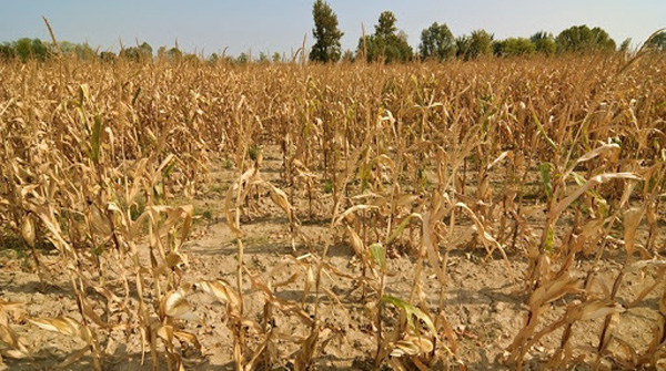 Для аграріїв запровадять страхування від наслідків засухи