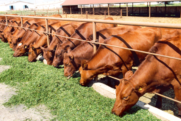 Уряд деталізував порядок використання коштів для підтримки галузі тваринництва