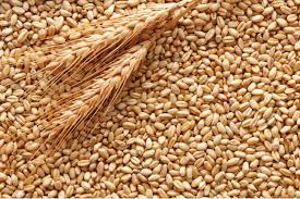 Мінагрополітики та представники зернового бізнесу погодили нову редакцію стандарту на пшеницю