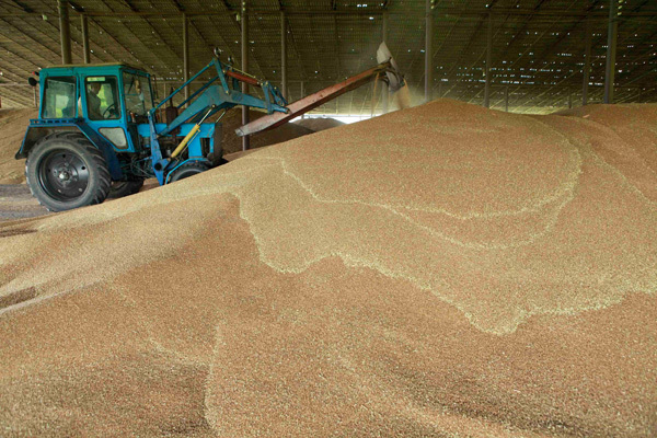 Кабмін затвердив нові квоти на експорт зернових