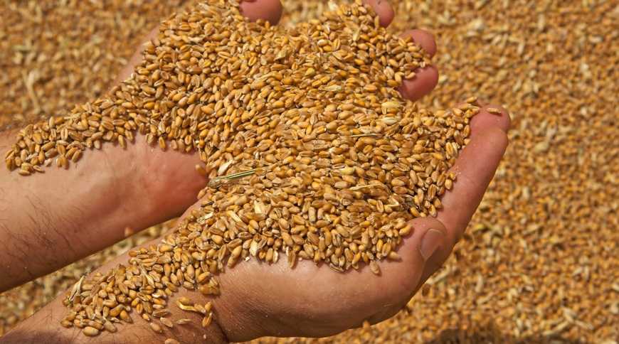Держпродспоживслужба буде перевіряти діяльність зі зберігання зерна по-новому
