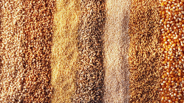 Аграрний комітет ВРУ підтримав законопроект про сертифікацію насіння