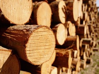 Експорт лісоматеріалів: нюанси митного оформлення
