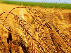 Декларацію про обсяги зберігання зерна повинні подавати всі суб'єкти господарювання