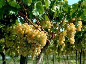 Збір на розвиток виноградарства та садівництва стягуватимуть до 2018 року