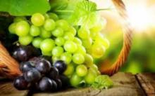 Філія не платить збір на розвиток виноградарства, садівництва і хмелярства