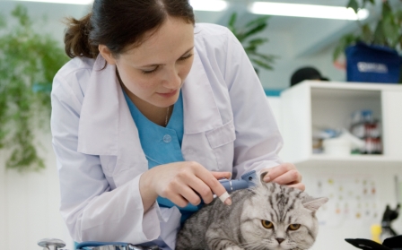 Затверджено критерії оцінки для перевірок у сфері ветеринарної практики