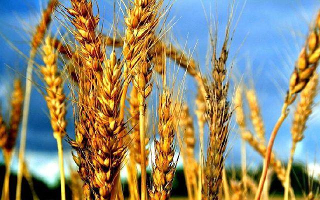 Раді пропонують запровадити попередні депозити при експорті зернових