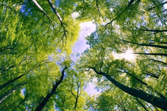 Нардепи пропонують збільшити ставки рентної плати за спецвикористання лісових ресурсів на 50%