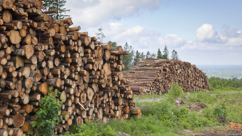 Уряд ініціював перевірки лісгоспів щодо контрабанди лісу 