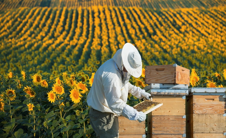 Як с/г виробнику почати займатися бджільництвом?