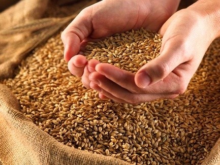 Уряд вніс зміни до Порядку випуску бланків складських документів на зерно