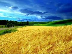 Кабмін завершує формування концепції земельної реформи в Україні